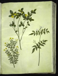 Jasminum odoratissimum (kamerjasmijn); Jasminum fruticans (struikjasmijn); Jasminum grandiflorum (geurjasmijn) door Hans Simon Holtzbecker