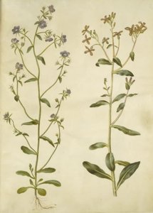 Legousia speculum-veneris (echt venusspegel); Hesperis tristis (nachtviool) door Hans Simon Holtzbecker
