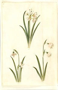 Leucojum aestivum (zomerklokje); Galanthus nivalis (gewone sneeuwklokje); Leucojum vernum (lenteklokje)