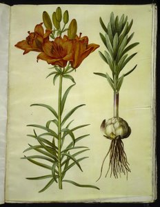 Lilium bulbiferum (brandlelie)