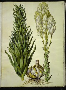 Lilium candidum (madonnalelie) door Hans Simon Holtzbecker