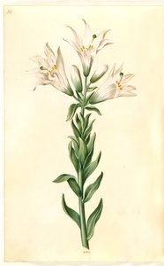 Lilium candidum (madonnalelie)