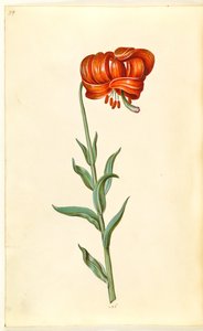Lilium chalcedonicum (rode turkse lelie) door Hans Simon Holtzbecker