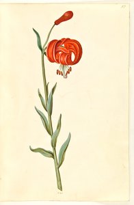 Lilium chalcedonicum (rode turbanlelie) door Hans Simon Holtzbecker