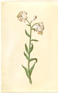 Lilium martagon (kranslelie)