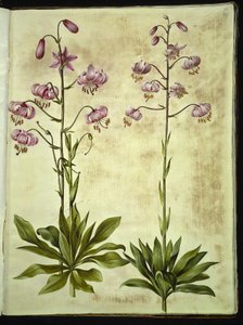 Lilium martagon (kranslelie)