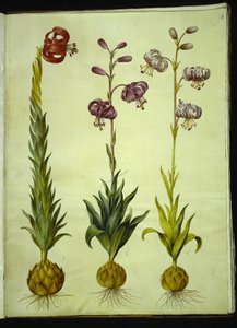 Lilium pomponium (pomponlelie); Lilium martagon (kranslelie)
