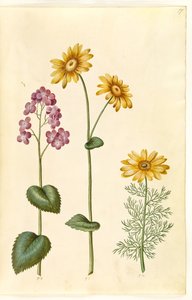 Lunaria annua (judaspenning); Doronicum pardalianches (hartbladige gemserod); Adonis vernalis (voorjaarsadonis) door Hans Simon Holtzbecker