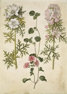 Malva moschata (muskaatkaasjeskruid); Malva of Malope (soort kaasjeskruid of malope) door Hans Simon Holtzbecker