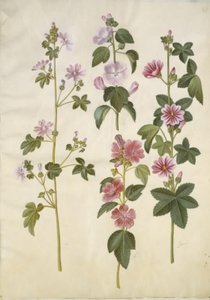 Malva sylvestris (gewone kaasjeskruid); Lavatera thuringiaca (Duitse stokroos) door Hans Simon Holtzbecker