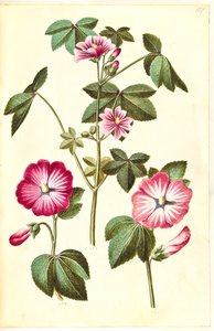 Malva sylvestris (gewone kaasjeskruid); Lavatera trimestris (muskuskaasjeskruid)