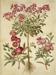 Matthiola incana (winterviolier)