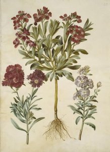 Matthiola incana (winterviolier)