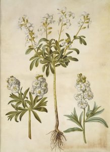 Matthiola incana (winter-violier) door Hans Simon Holtzbecker