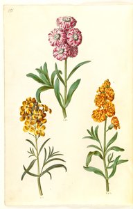 Matthiola incana (winterviolier); Erysimum cheiri (muurbloem)