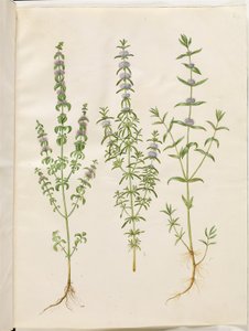Mentha pulegium (polei-munt); Mentha cervina (hertenmunt); Mentha (soort munt)