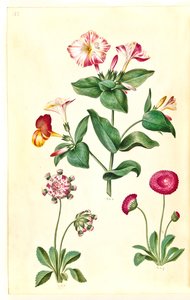 Mirabilis jalapa (wonderbloem); Bellis perennis (gewone madelief)