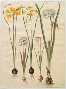 Narcissus jonquilla (jonquille); Narcissus tazetta (tazet); Narcissus pseudonarcissus moschatus (muskusnarcis); Narcissus poeticus (dichtersnarcis)