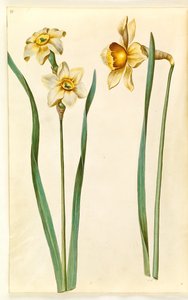 Narcissus ×medioluteus (tweebloemige narcis); Narcissus ×incomparabilis (tuinnarcis) door Hans Simon Holtzbecker