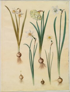 Narcissus ×medioluteus (tweebloemige narcis); Narcissus pseudonarcissus; Narcissus (narcis); Narcissus poeticus (witte narcis); Narcissus ×tenuior