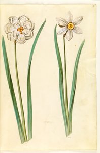 Narcissus poeticus (wilde narcis) door Hans Simon Holtzbecker