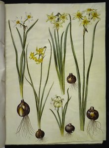 Narcissus poeticus (witte narcis); Narcissus triandrus (orchidee-narcis); Narcissus ×medioluteus (tweebloemige narcis) door Hans Simon Holtzbecker