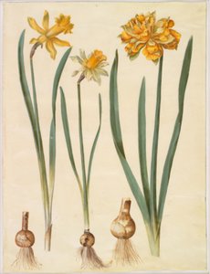 Narcissus pseudonarcissus major (grote narcis); Narcissus pseudonarcissus bicolor (tweekleurige narcis); Narcissus pseudonarcissus