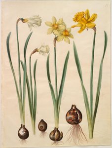 Narcissus pseudonarcissus moschatus (muskusnarcis); Narcissus ×medioluteus (tweebloemige narcis); Narcissus pseudonarcissus major (grote paaslelie) door Hans Simon Holtzbecker