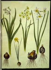 Narcissus tazetta; Narcissus ×medioluteus; Narcissus bulbocodium door Hans Simon Holtzbecker
