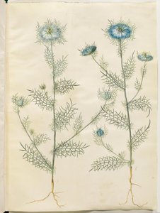Nigella damascena (juffer in het groen)