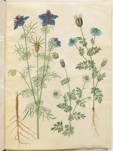 Nigella hispanica (duiveltje-in-het-bos); Nigella sativa (zwarte komijn) door Hans Simon Holtzbecker