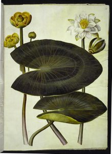 Nuphar lutea (gele plomp); Nymphaea alba (witte waterlelie)