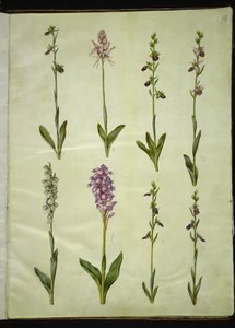 Ophrys apifera of Ophrys sphegodes (bijenorchis of vroege spinnenorchis); "Orchis simia" (fantasieorchis); Ophrys apifera (bijenorchis); Orchis (orchidee); Orchis militaris (soldatenorchis); Ophrys insectifera (vliegenorchis) door Hans Simon Holtzbecker