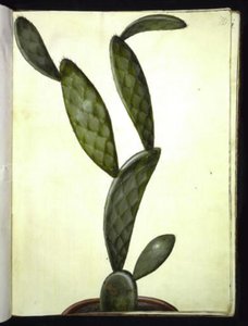 Opuntia monacantha (omringde vijgencactus)