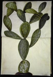 Opuntia monacantha (stekelige vijgencactus)