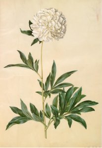 Paeonia lactiflora (zijden pioen)