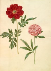 Paeonia officinalis (boerenroos) door Hans Simon Holtzbecker