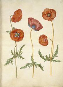 Papaver rhoeas (klaproos) door Hans Simon Holtzbecker