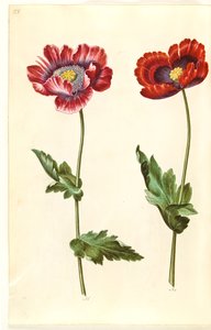 Papaver somniferum (slaapbol) door Hans Simon Holtzbecker
