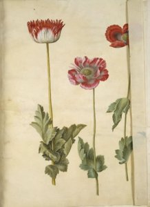 Papaver somniferum (opium-papaver)