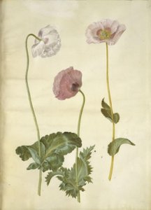 Papaver somniferum (opium-papaver)