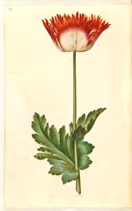 Papaver somniferum (opiumklaproos) door Hans Simon Holtzbecker