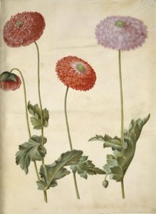 Papaver somniferum (opium-papaver) door Hans Simon Holtzbecker