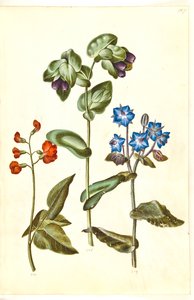 Phaseolus coccineus (pronkboon); Cerinthe major (grote waskruid); Borago officinalis (komkommerkruid)