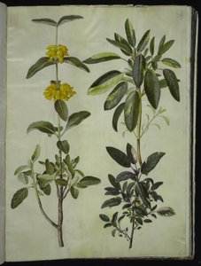 Phlomis fruticosa (gewone leeuwenstaart); Salvia officinalis (geneeskrachtige salie) door Hans Simon Holtzbecker