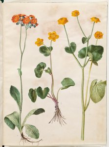 Pilosella aurantiaca (oranje havikskruid); Caltha palustris (moerasboterbloem)