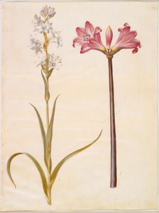 Polianthes tuberosa (tuberoos); Amaryllis belladonna (belladonnalelie) door Hans Simon Holtzbecker
