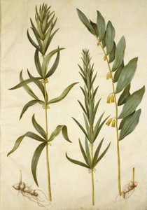 Polygonatum verticillatum (Kranslelie); Polygonatum multiflorum (Grote Lelie) door Hans Simon Holtzbecker