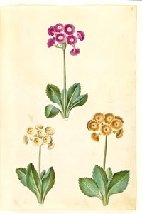 Primula ×pubescens (tuin-aurikel) door Hans Simon Holtzbecker