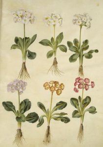 Primula ×pubescens (tuin-aurikel) door Hans Simon Holtzbecker